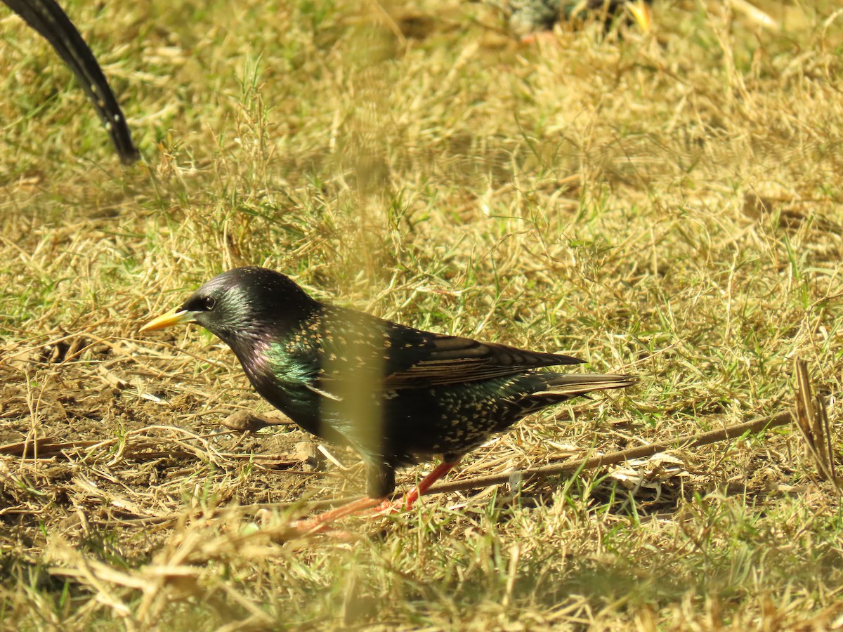 European Starling - ML620817450