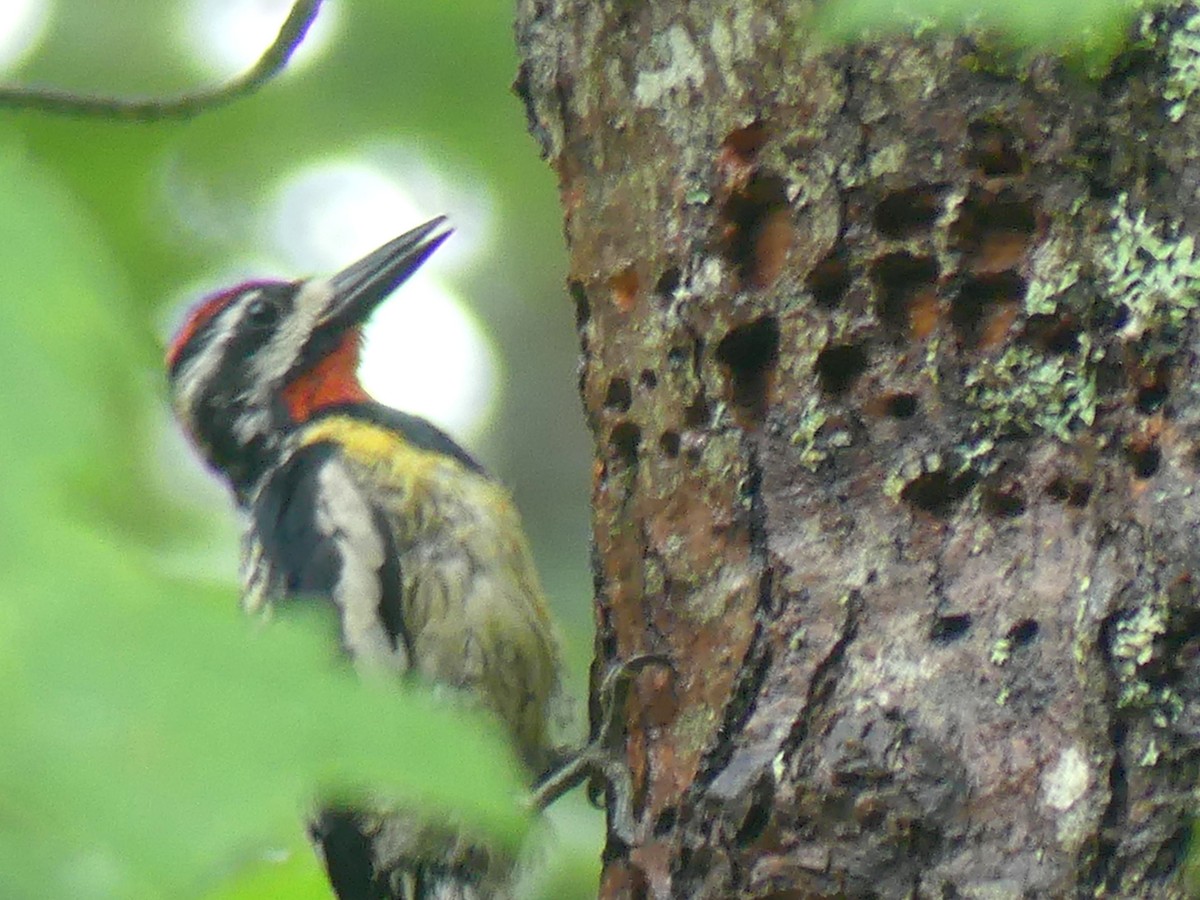 Yellow-bellied Sapsucker - ML620817452