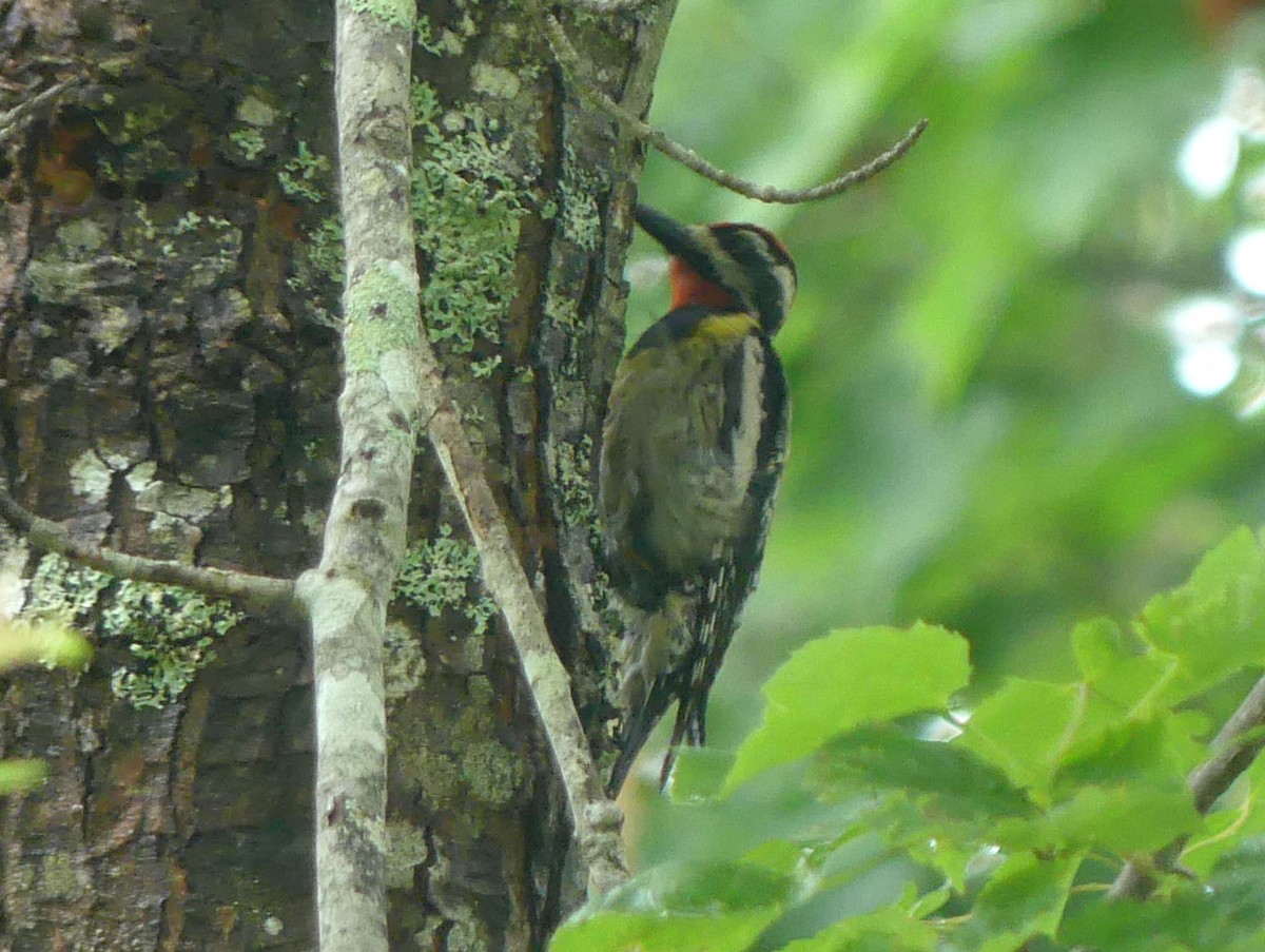 Yellow-bellied Sapsucker - ML620817453