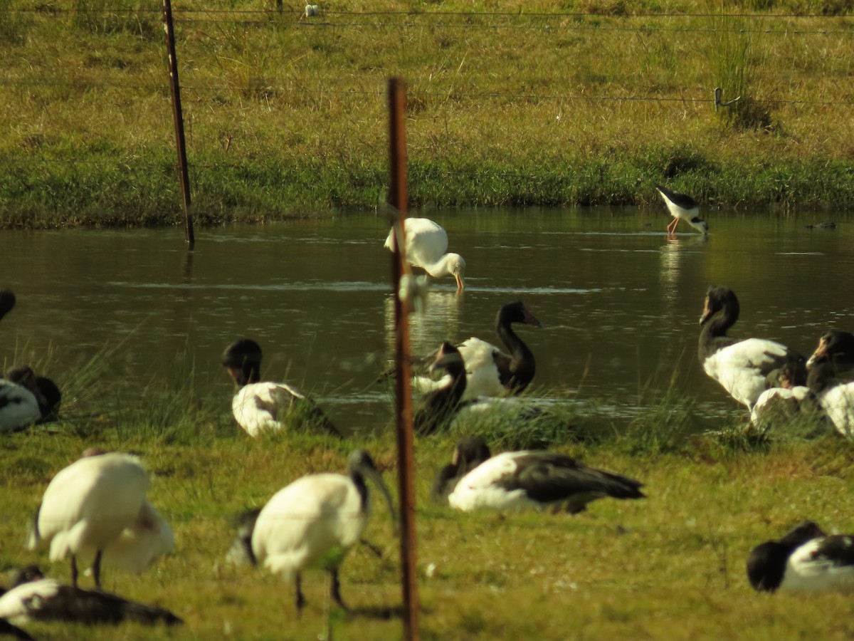 Yellow-billed Spoonbill - ML620817455