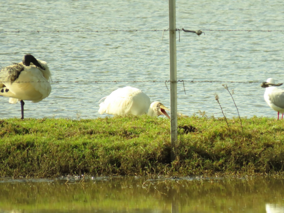 Yellow-billed Spoonbill - ML620817459