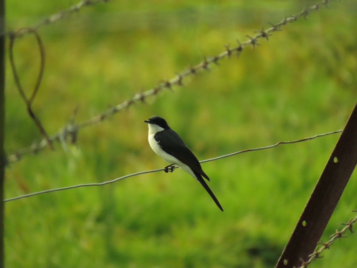 Restless Flycatcher - ML620817463