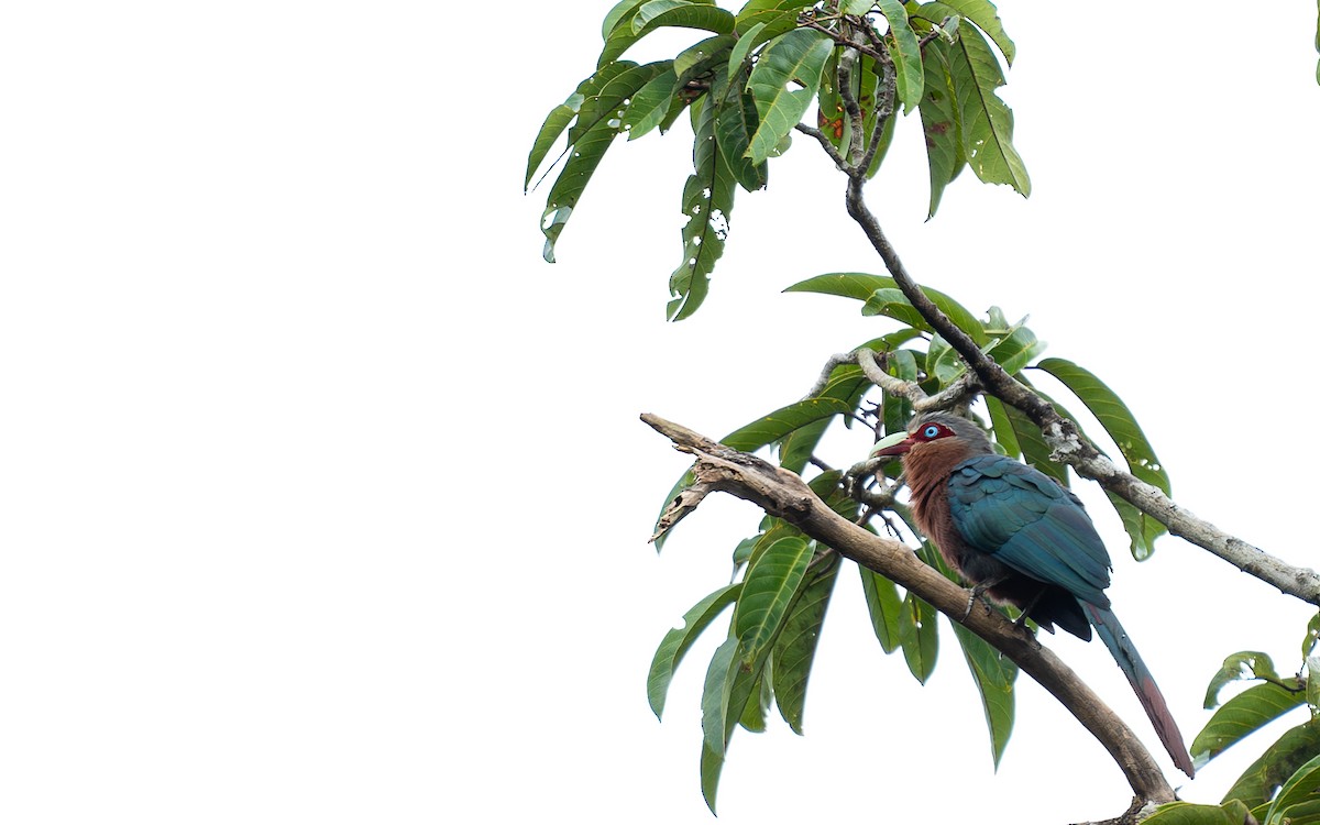 Chestnut-breasted Malkoha - ML620817464