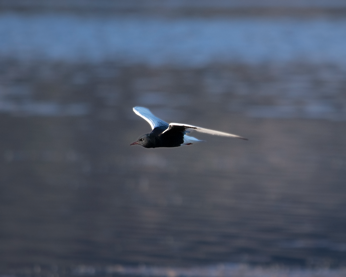 White-winged Tern - Alireza Dindar