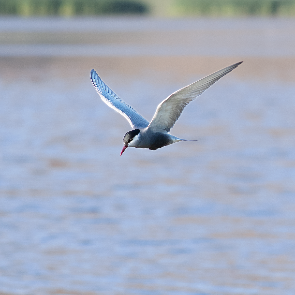 Common Tern - ML620817467