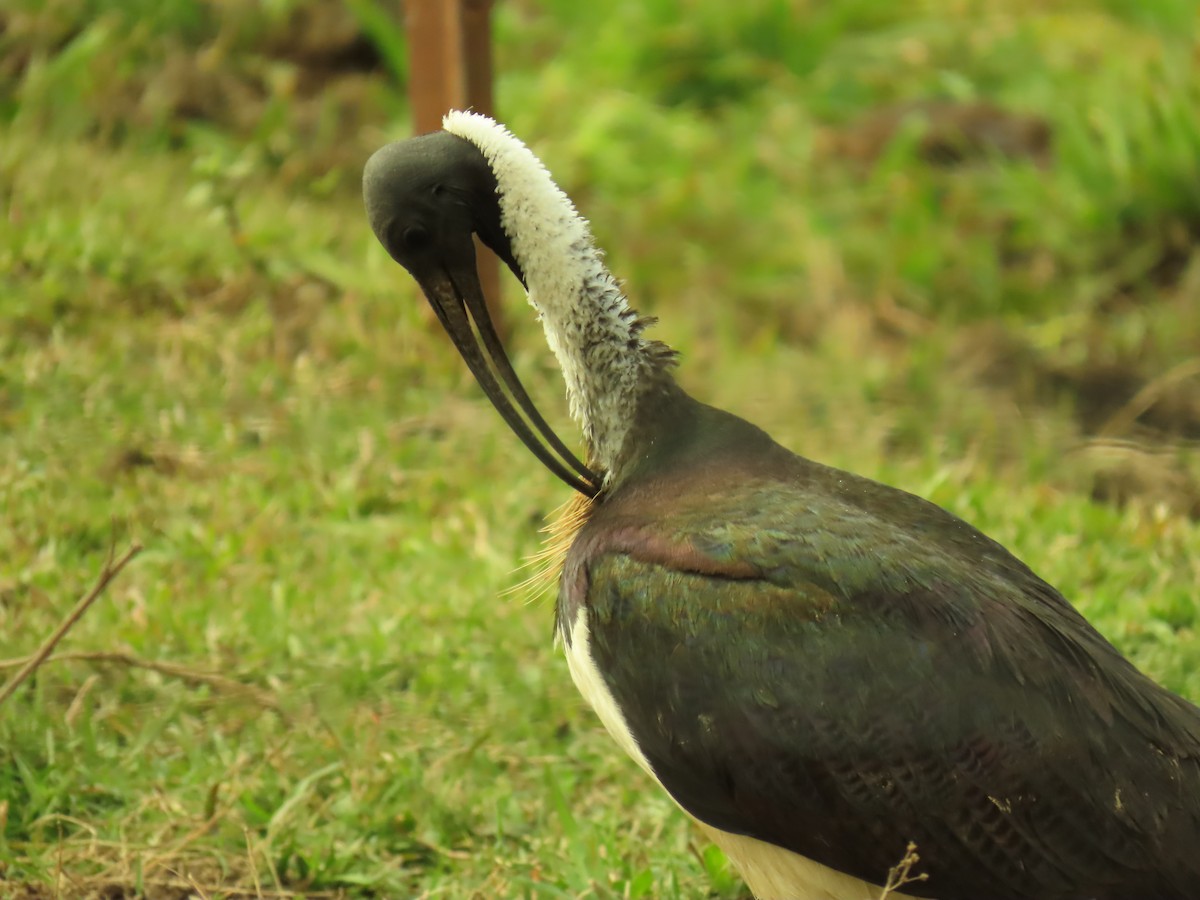 Straw-necked Ibis - ML620817468