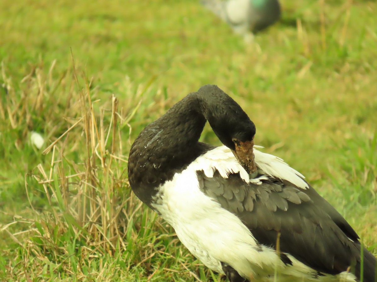 Magpie Goose - ML620817469