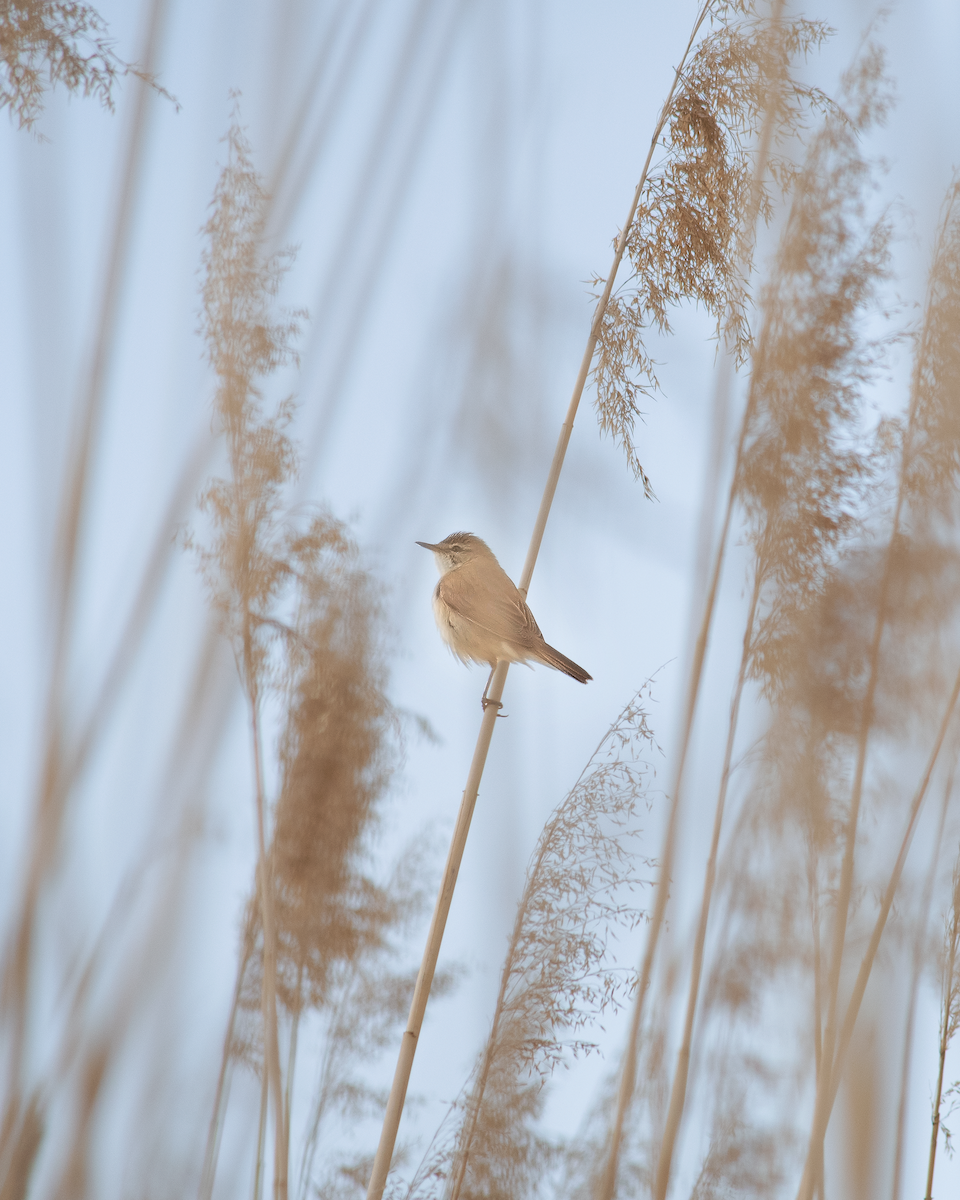 Great Reed Warbler - ML620817471