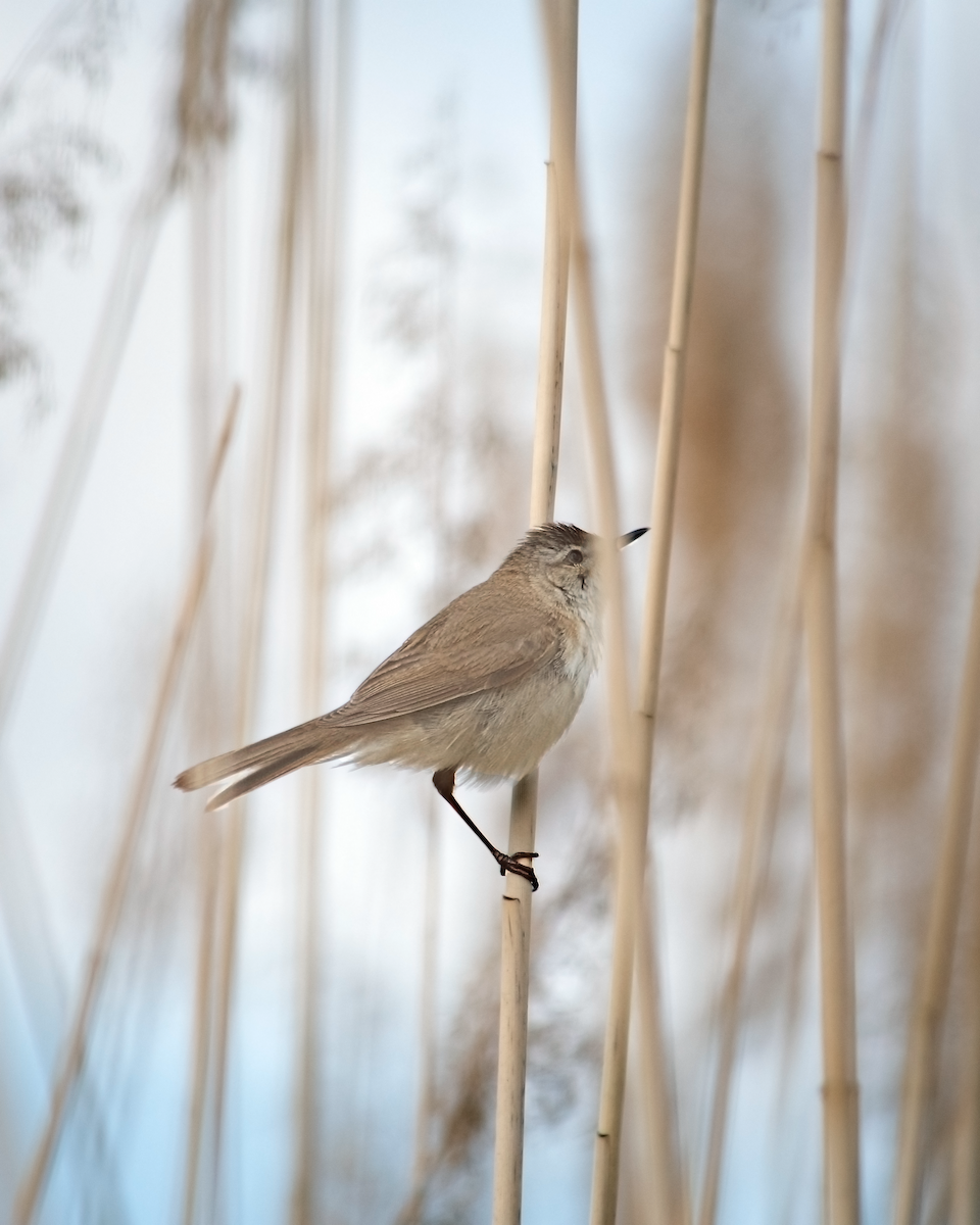 Great Reed Warbler - ML620817472