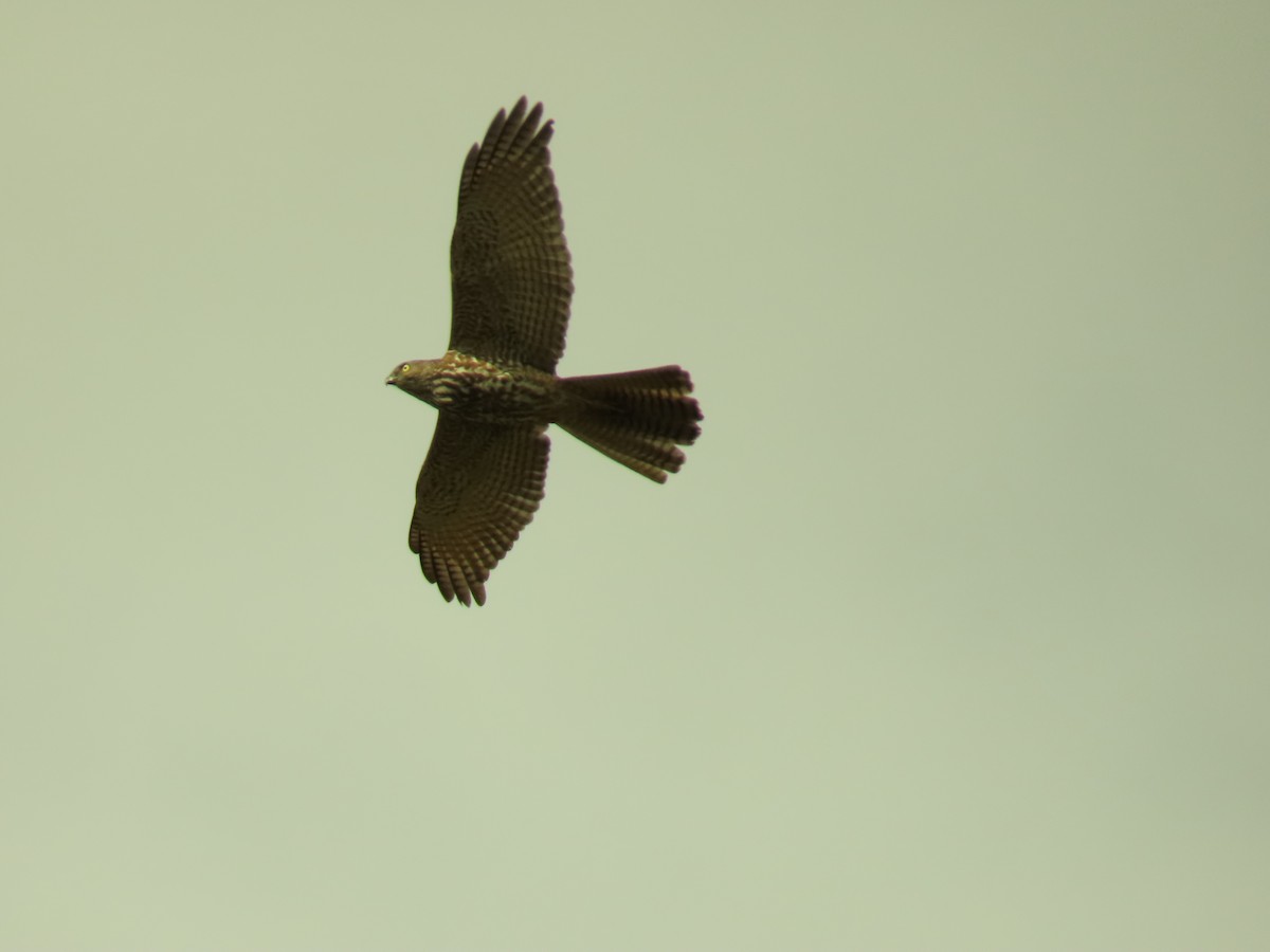 Brown Goshawk - ML620817474