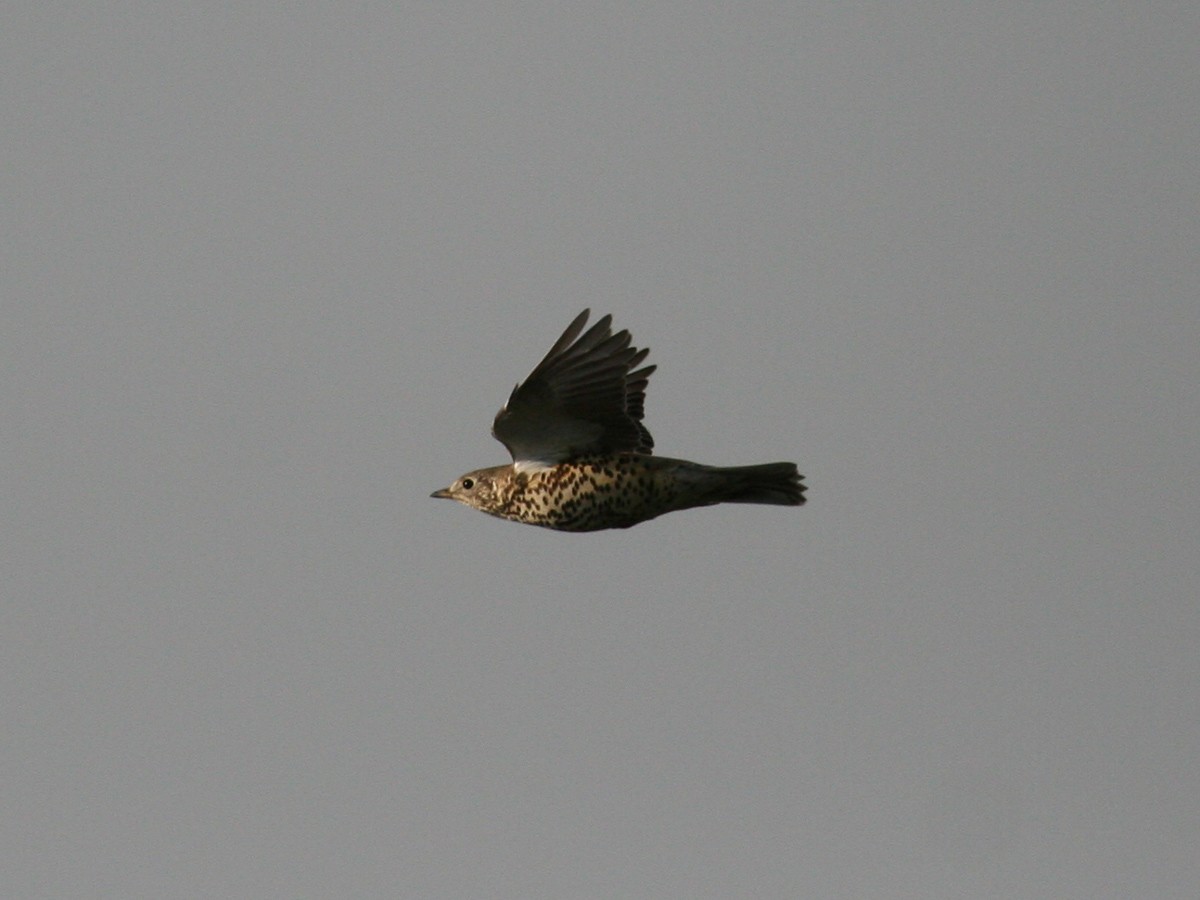 Mistle Thrush - ML620817476