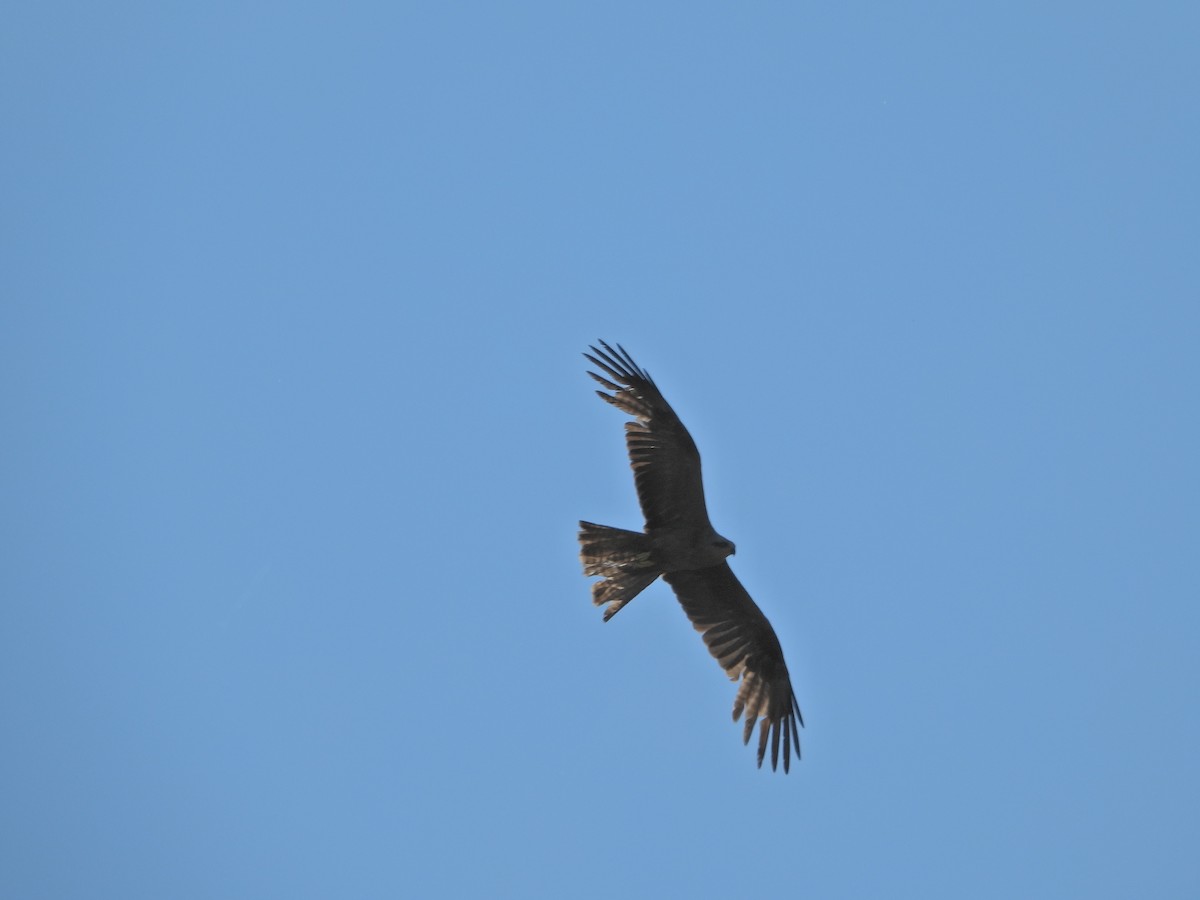 Black Kite - ML620817478