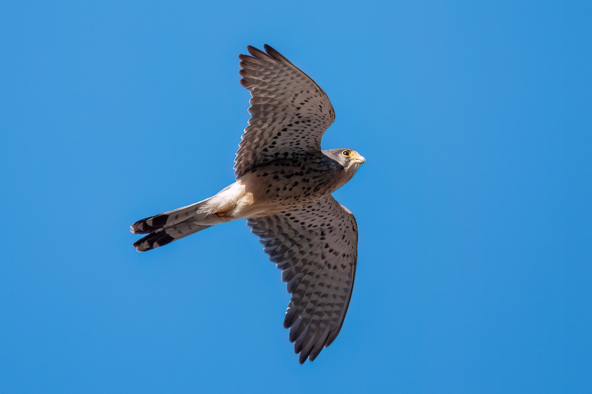 Eurasian Kestrel (Canary Is.) - ML620817479