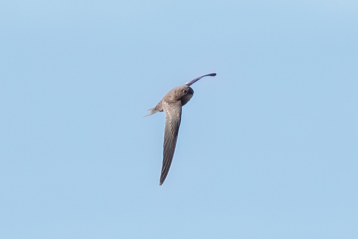 Plain Swift - ML620817480