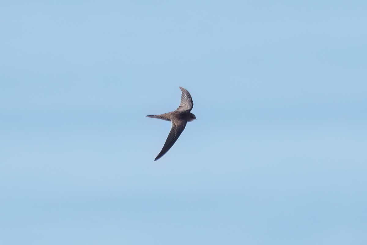 Plain Swift - ML620817481