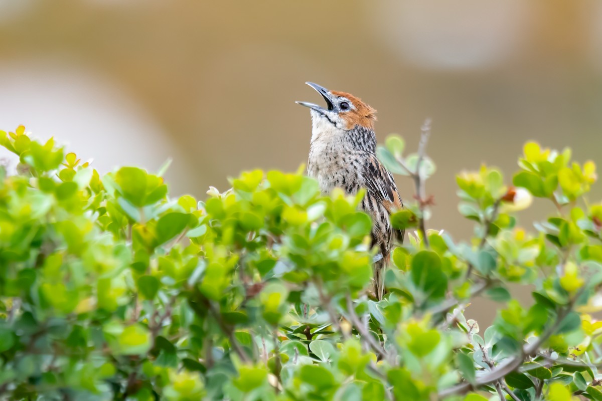 Cape Grassbird - ML620817482