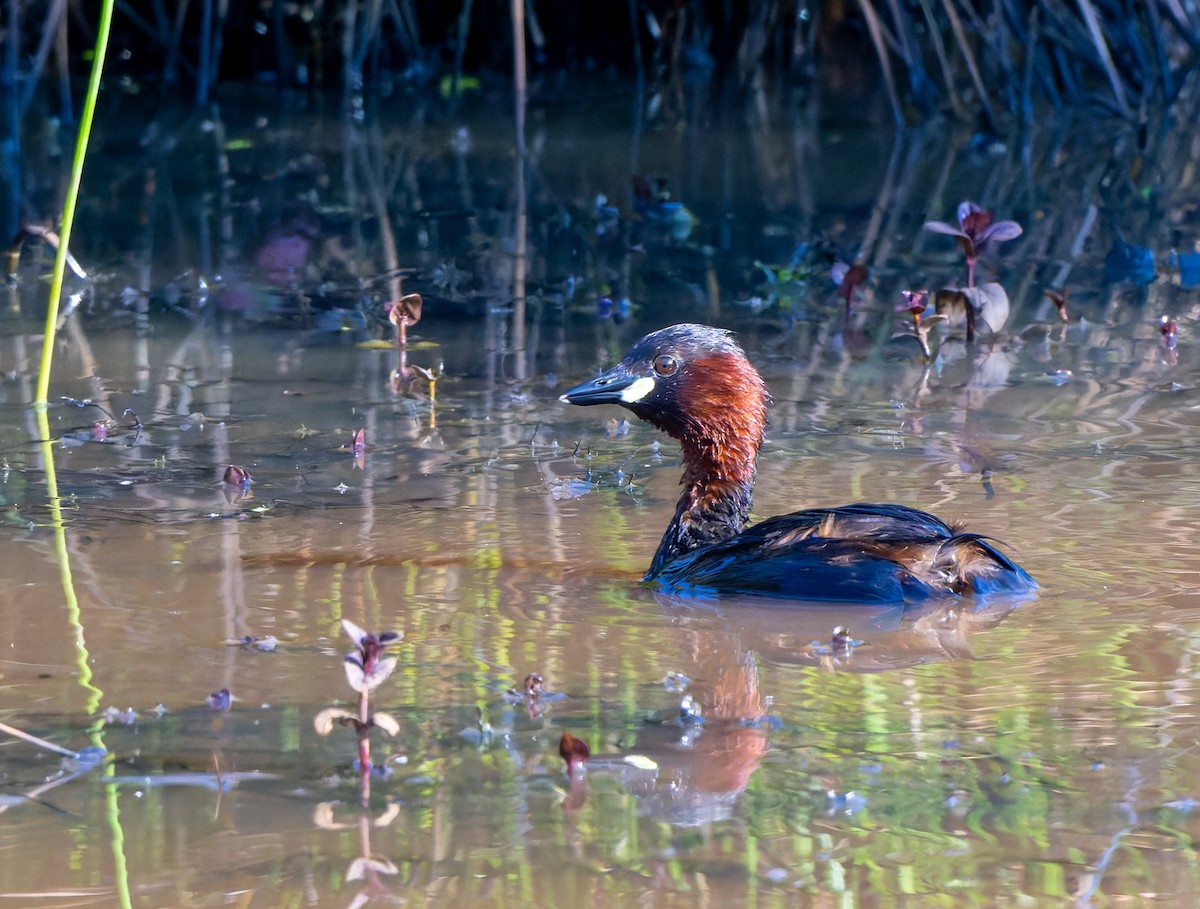 Little Grebe - ML620817483