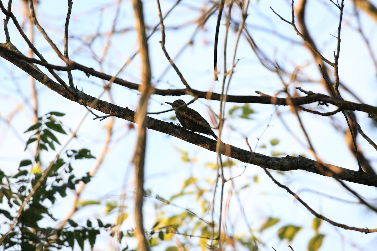 White-spotted Woodpecker - ML620817487