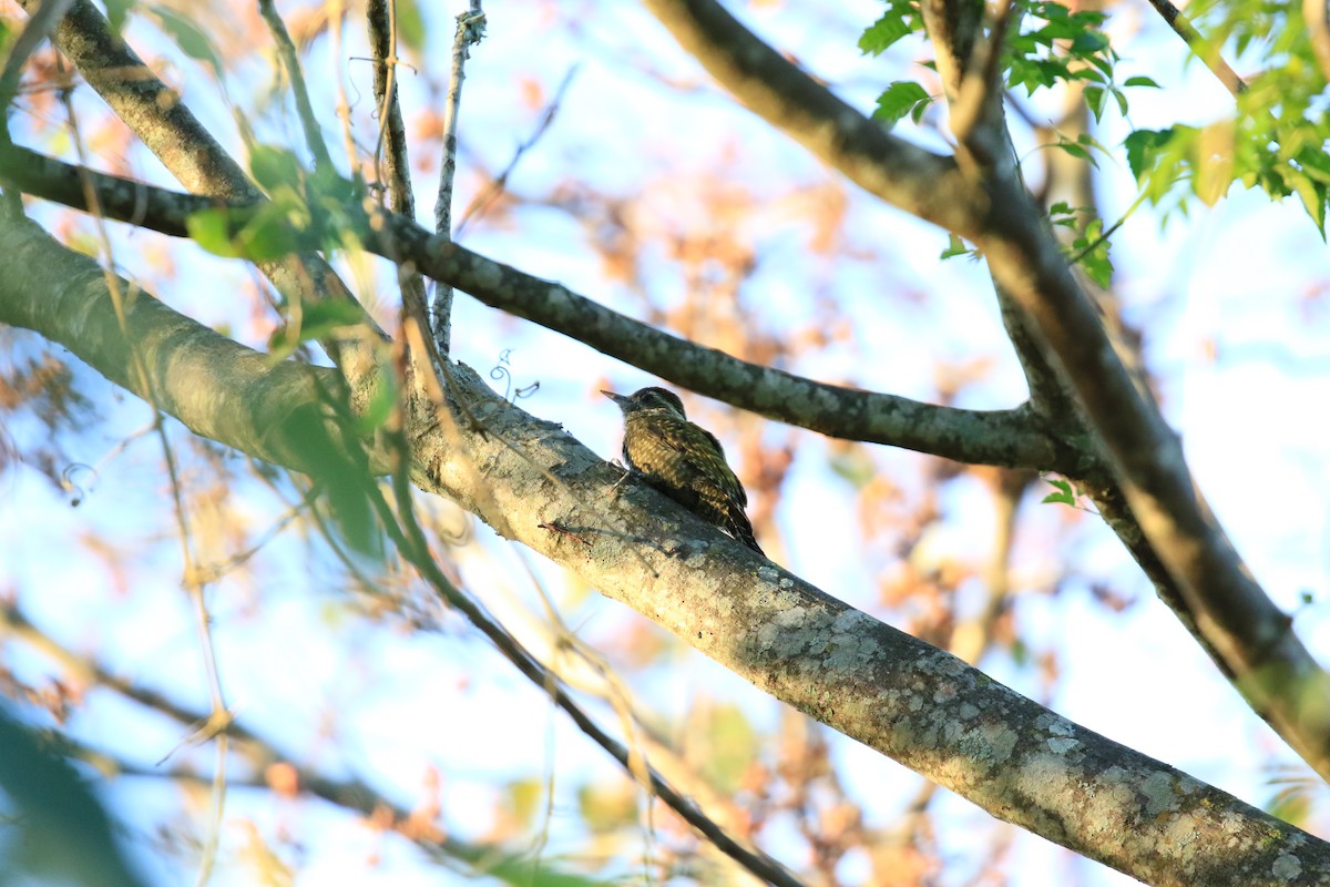 White-spotted Woodpecker - ML620817488