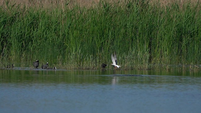 Крячок річковий - ML620817489