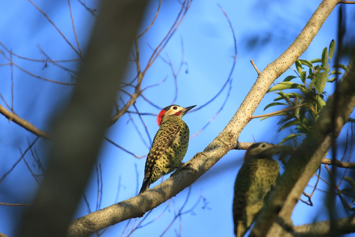 Green-barred Woodpecker - ML620817490