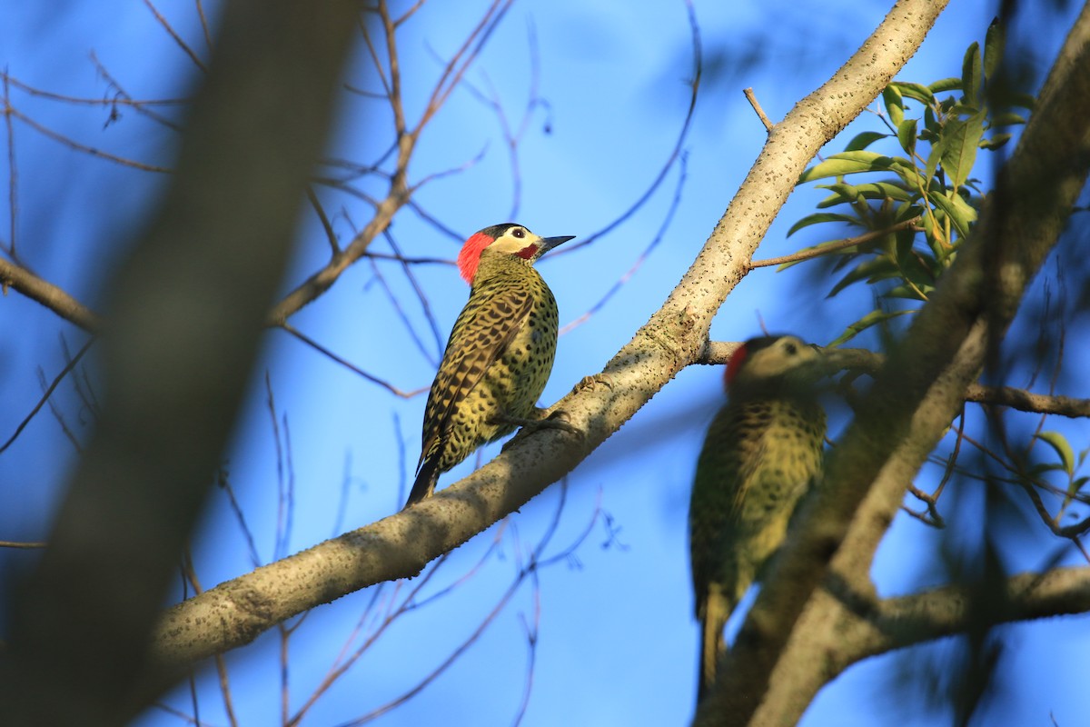 Green-barred Woodpecker - ML620817491