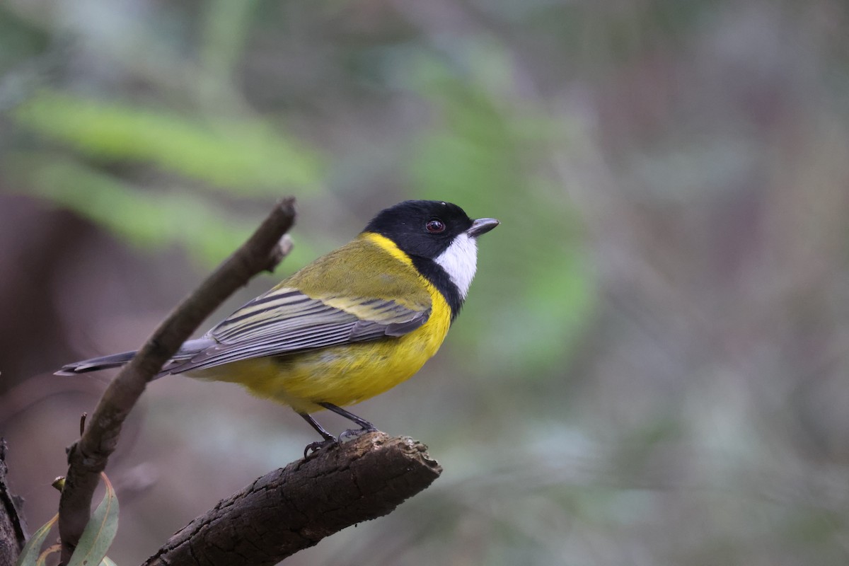 Golden Whistler - ML620817498