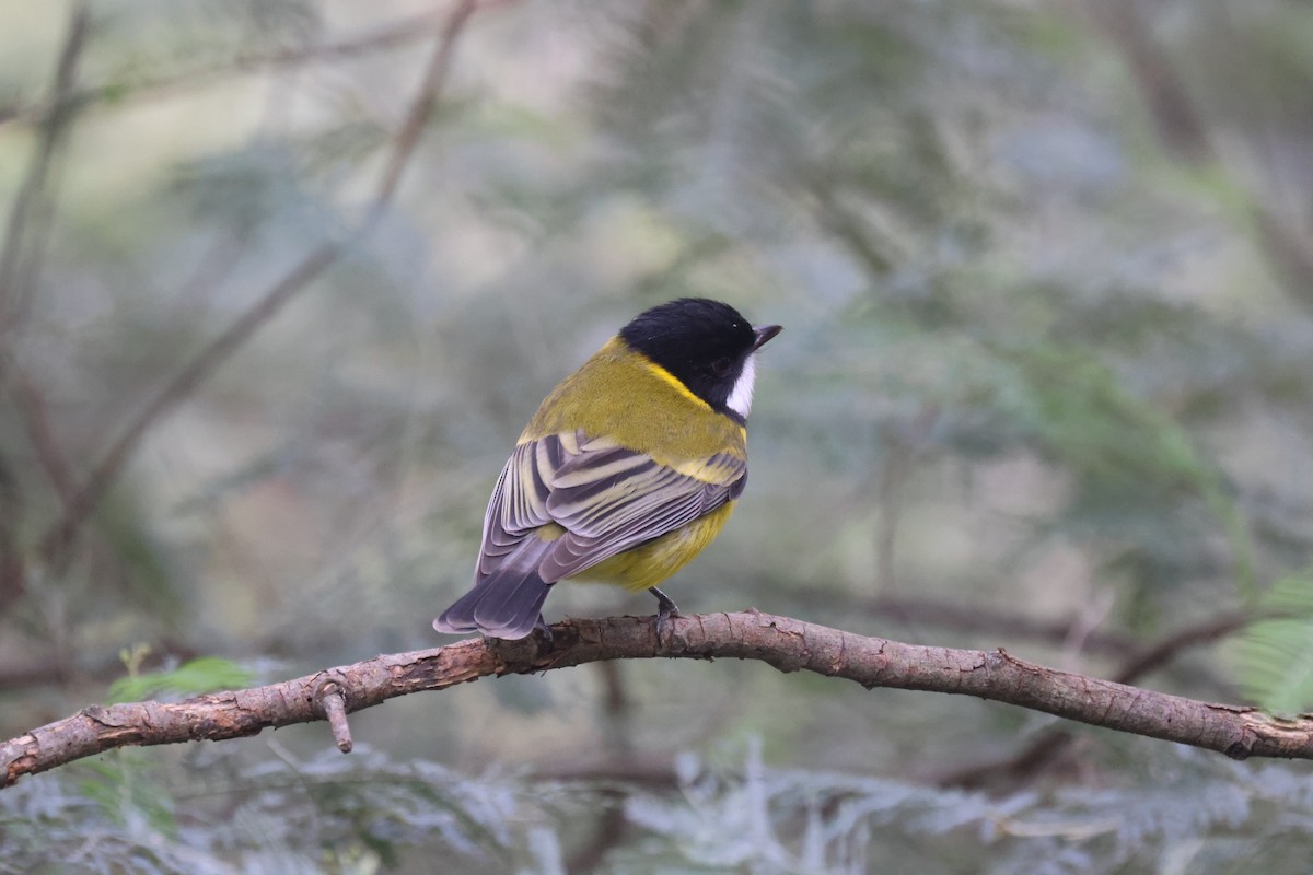 Golden Whistler - ML620817499