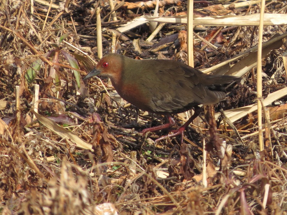 Ruddy-breasted Crake - ML620817500