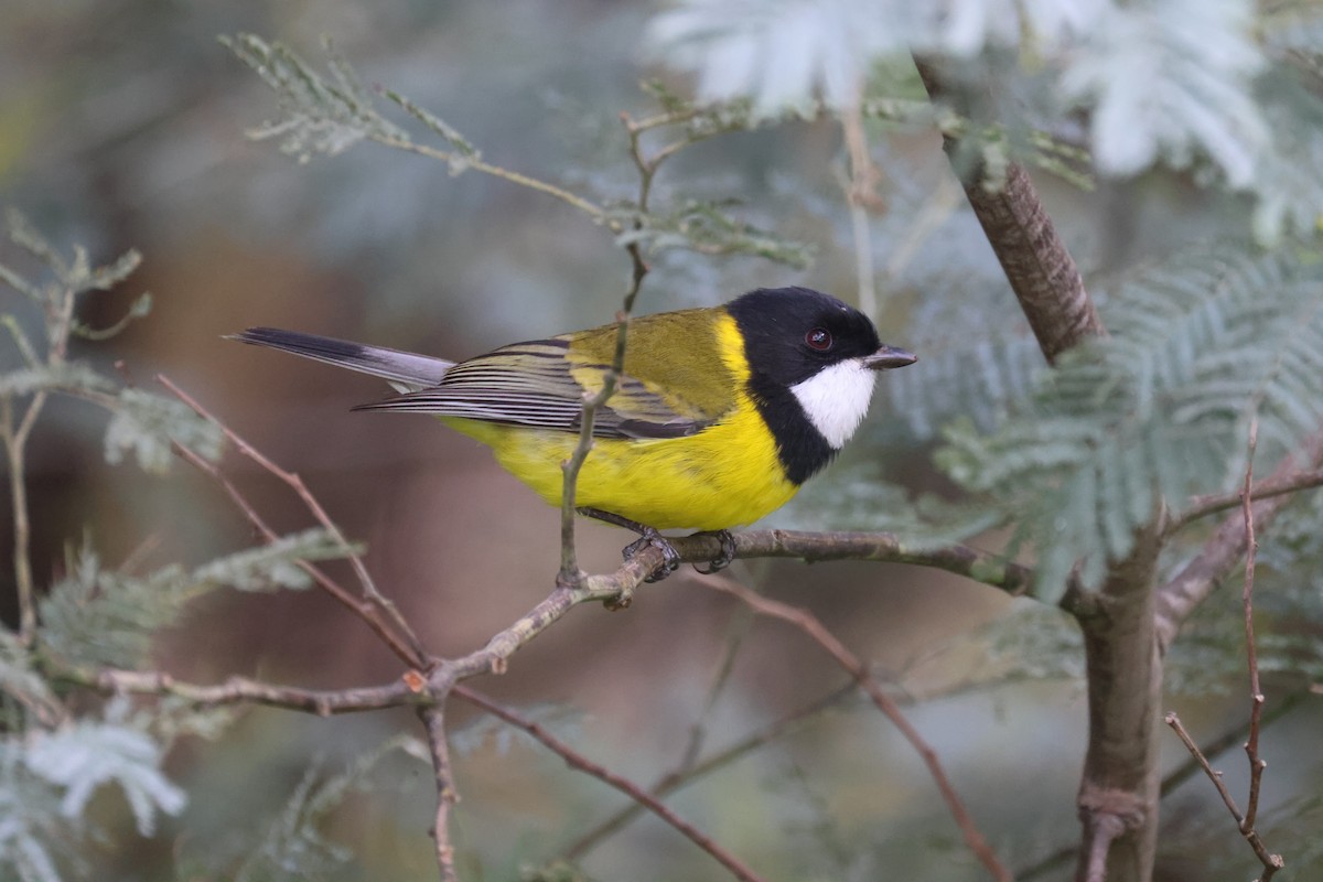 Golden Whistler - ML620817501