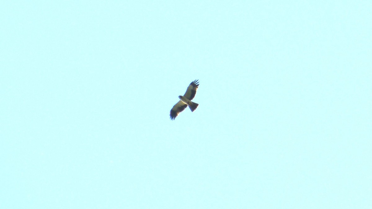 Booted Eagle - ML620817502