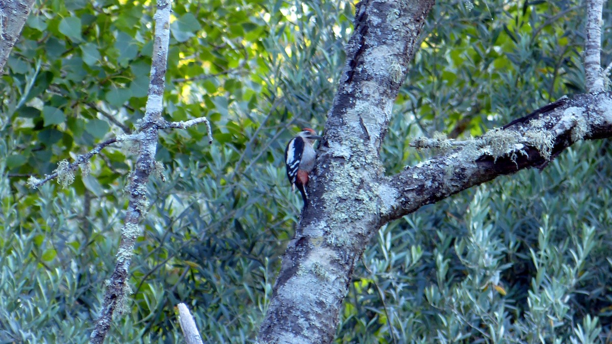 Great Spotted Woodpecker - ML620817503