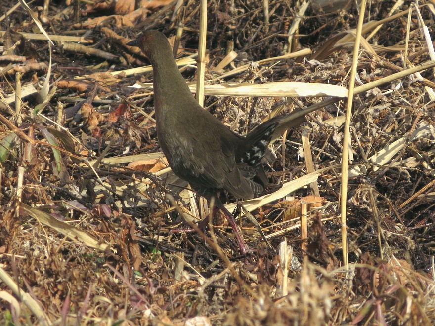 Ruddy-breasted Crake - ML620817505