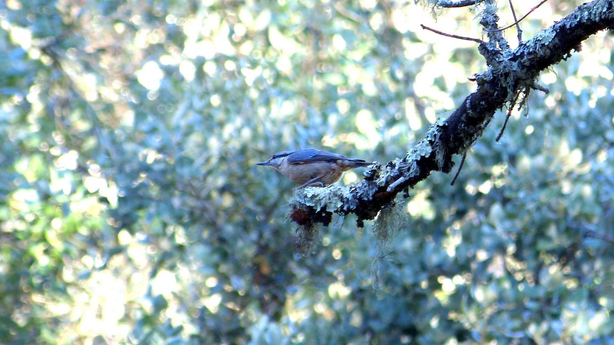 Eurasian Nuthatch - Pedro Lisana