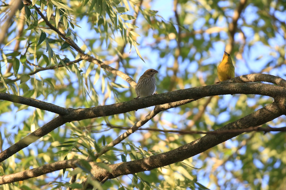 Saffron Finch - ML620817512