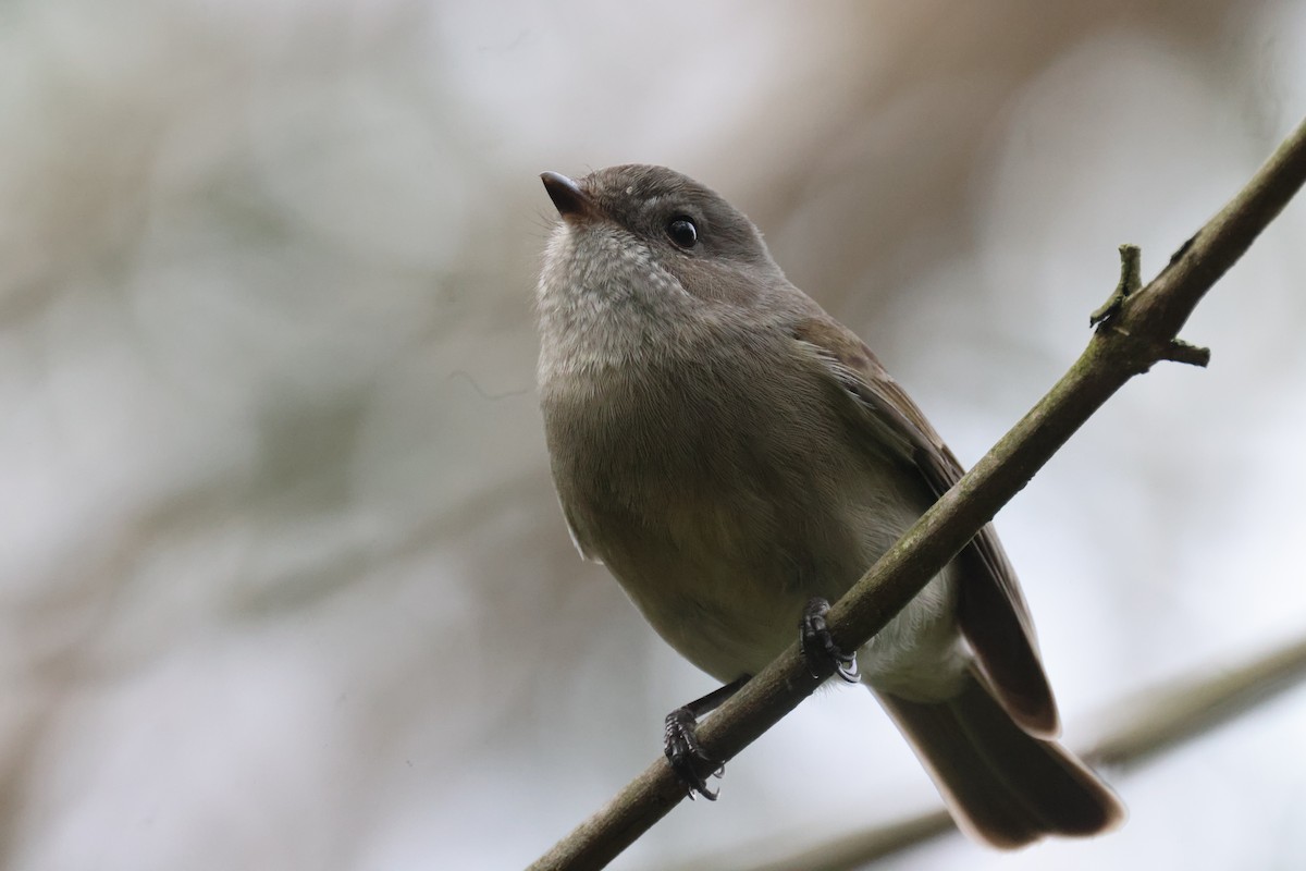 Golden Whistler - ML620817513