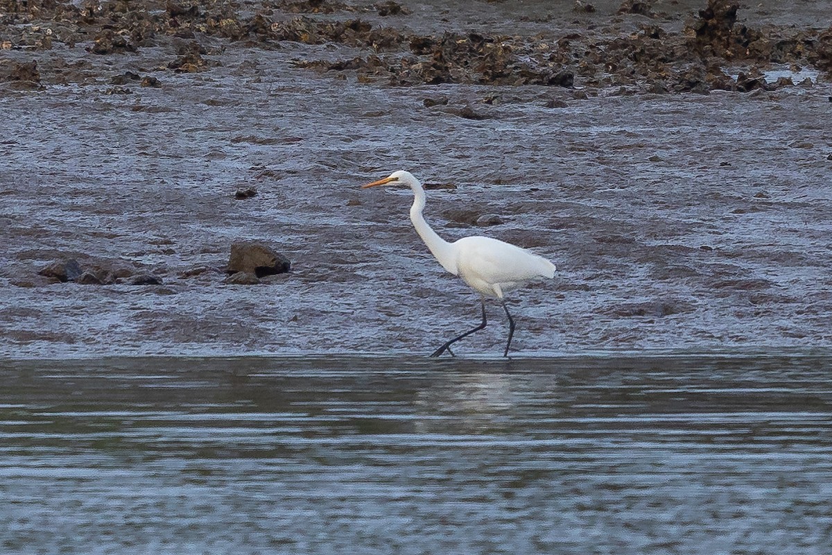 Great Egret - ML620817514