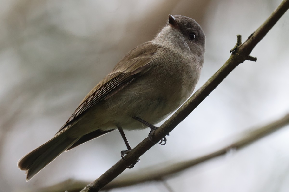 Golden Whistler - ML620817515