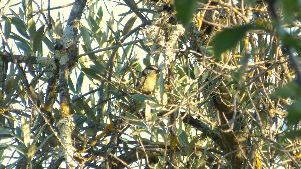 Eurasian Blue Tit - ML620817519