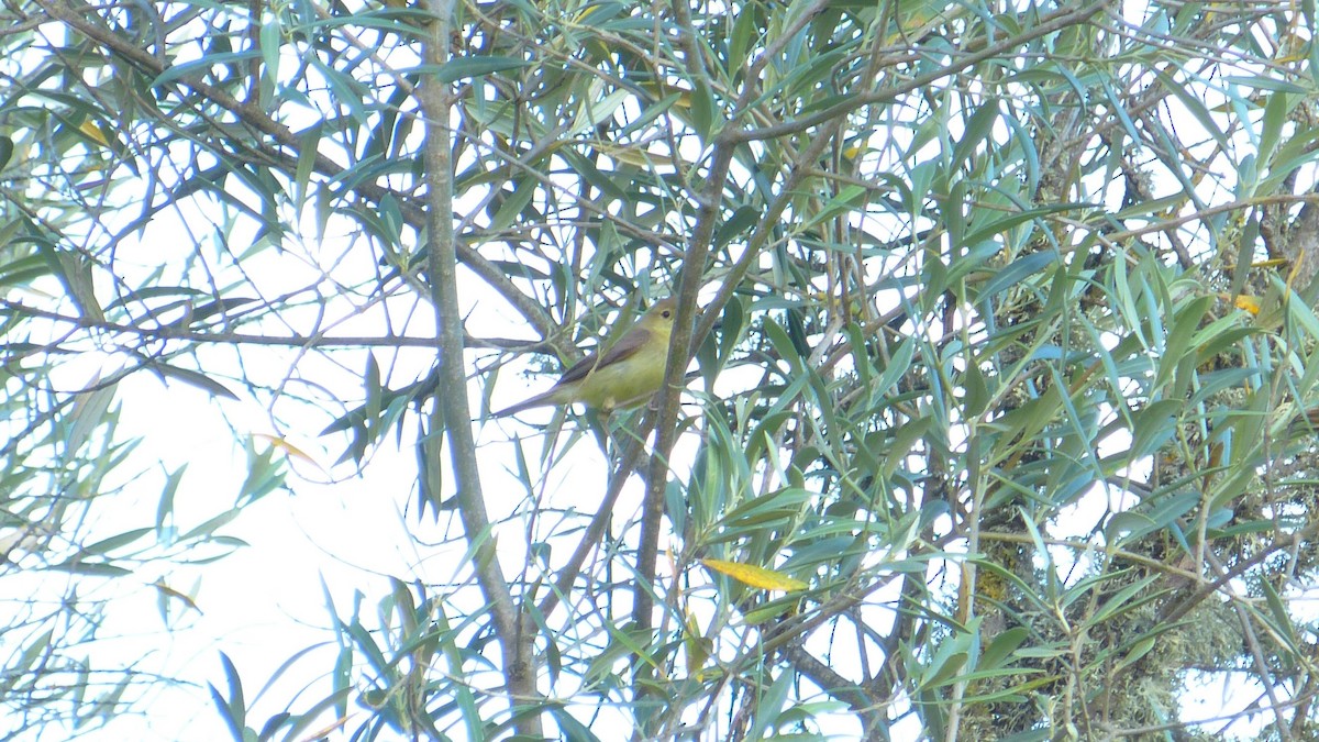 Melodious Warbler - ML620817522