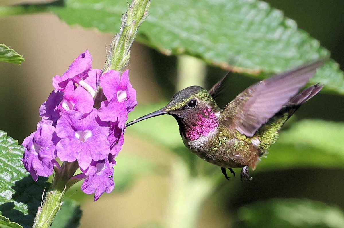 Colibrí Amatista - ML620817526