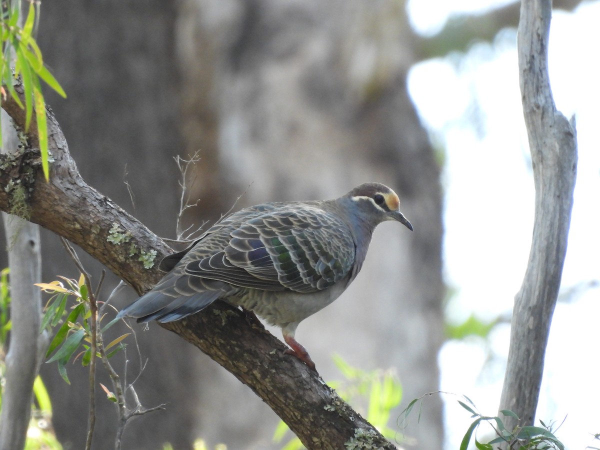 Common Bronzewing - ML620817528