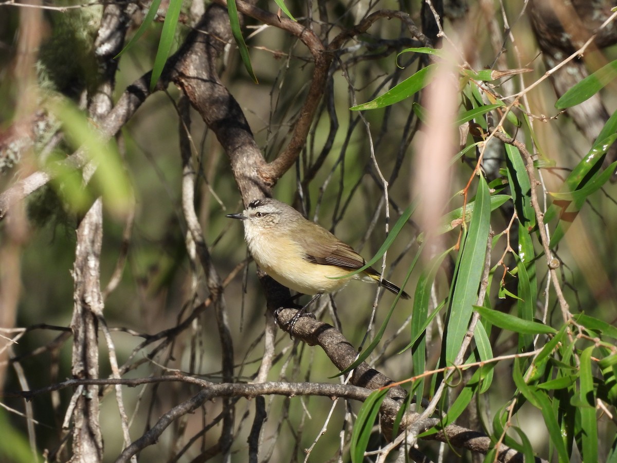 Acanthize à croupion jaune - ML620817532