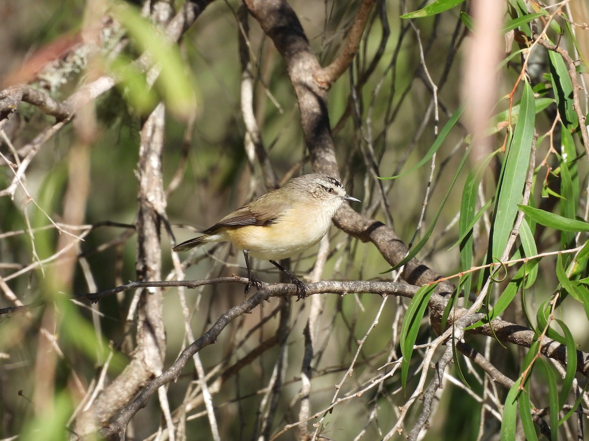 Acanthize à croupion jaune - ML620817533