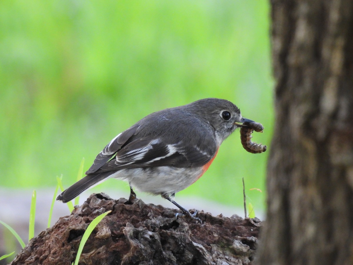 Scarlet Robin (Campbell's) - ML620817537