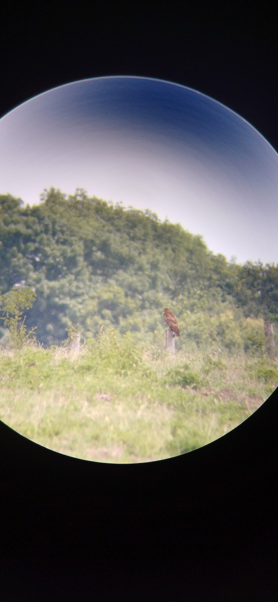 Common Buzzard - ML620817540