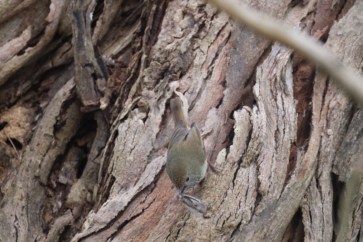 Brown Thornbill - ML620817545