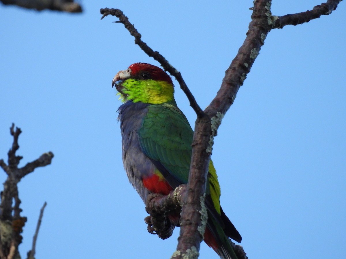 Red-capped Parrot - ML620817549