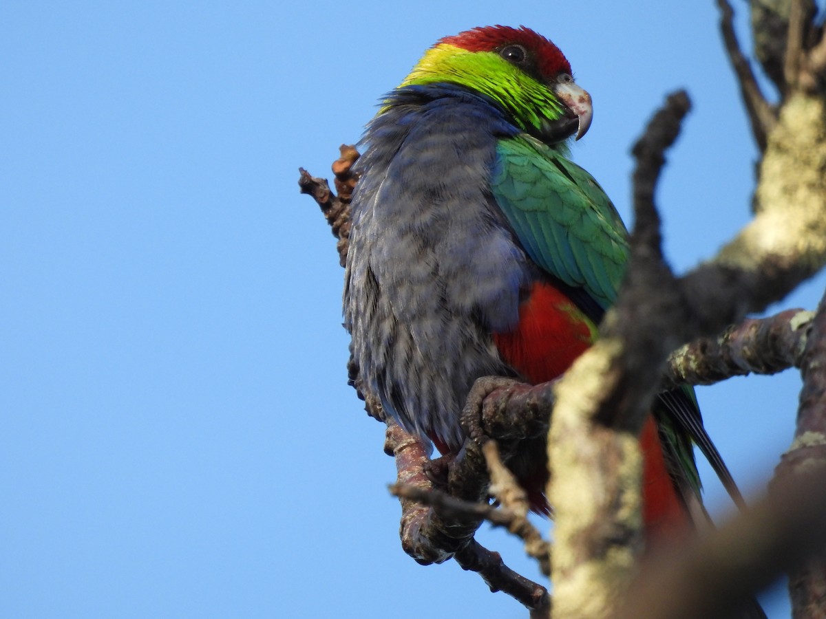 Red-capped Parrot - ML620817550