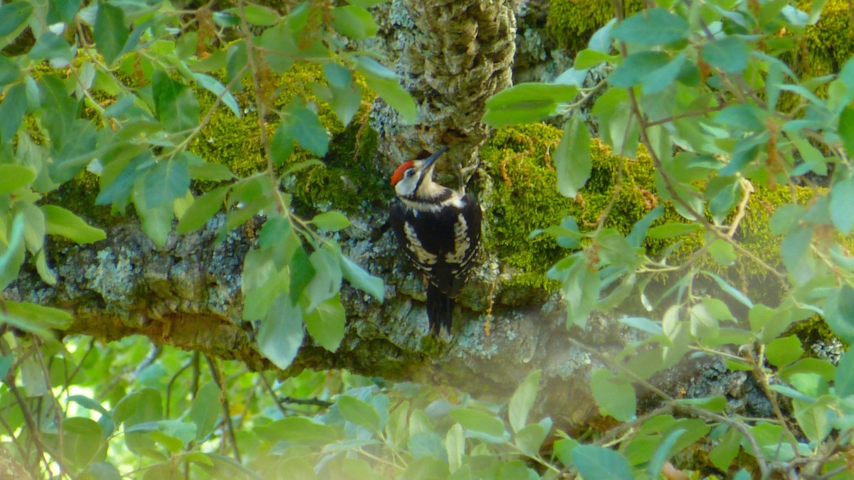 Great Spotted Woodpecker - ML620817553